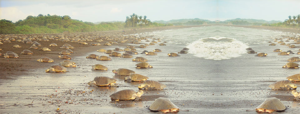 Desove en Tortuguero, Costa Rica