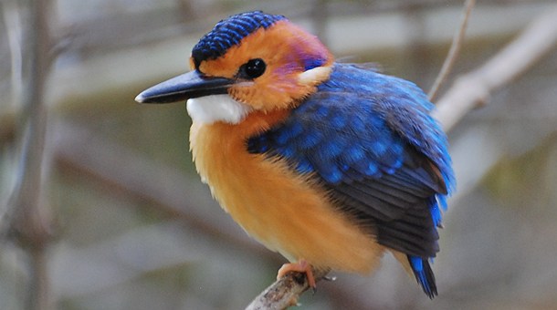 African Kingfisher en el parque de Selous