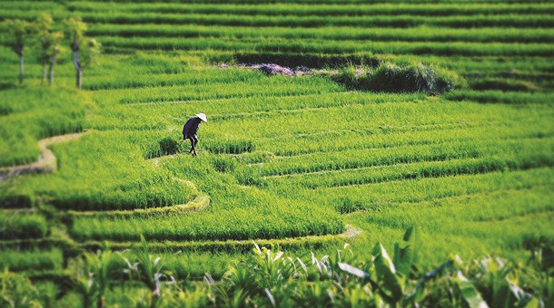 Arrozales en Ubud, isla de Bali 