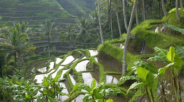Arrozales en Ubud, isla de Bali Arrozales en Ubud, isla de Bali