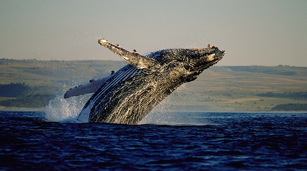 Ballenas en Hermanus