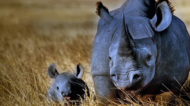 Black Rhino en el Crater del Ngorongoro