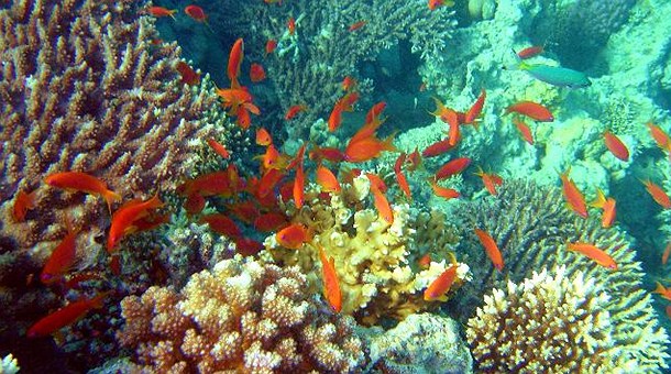 Buceo en el Mar Rojo, Hurghada Buceo en el Mar Rojo, Hurghada