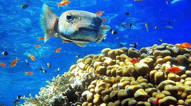 Buceo en el Mar Rojo, Sharm el Sheikh Buceo en el Mar Rojo, Sharm el Sheikh