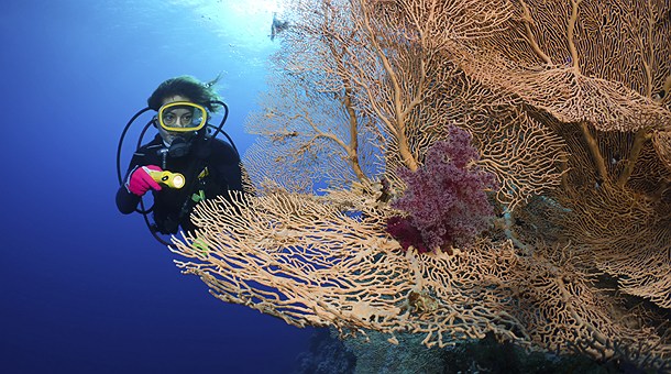 Buceo entre corales