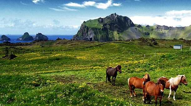 Caballos islandeses