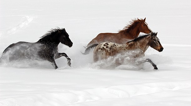 Caballos Salvajes, Estación de esquí  Steamboat