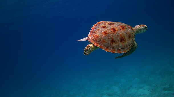 Caneel Bay, St. John 