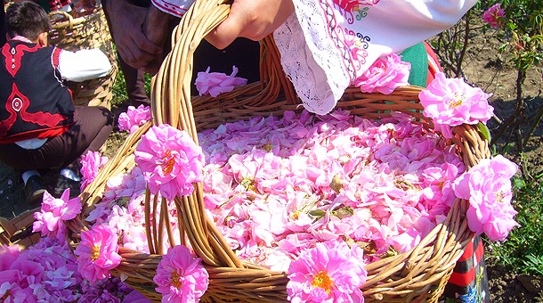 Cesta rosas, Festival de la Rosa Cesta rosas, Festival de la Rosa