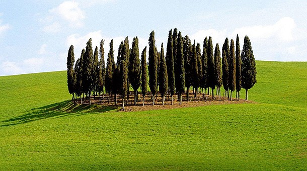 Cipreses típicos de La  Toscana