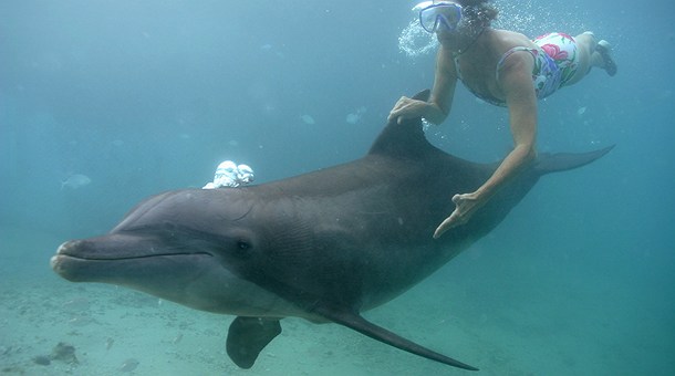 Delfines en Moorea