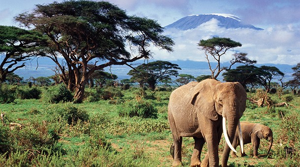 Elefantes en Amboseli con el Mt. Kilimanjaro al fondo