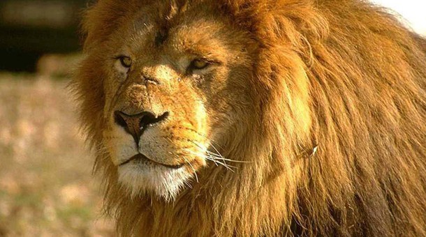 En el P.N. Aberdare, el paisaje montañoso y boscoso obliga a los leones a aprender a trepar a los árboles