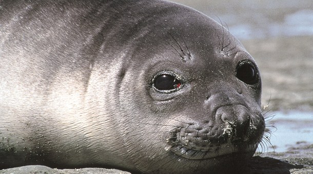 Fauna patagónica