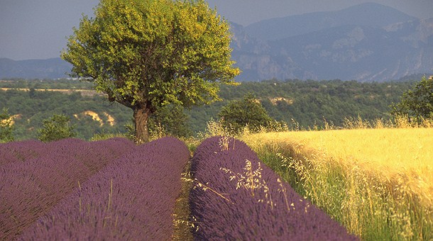 Flores de Lavanda, Provenza francesa Flores de Lavanda, Provenza francesa
