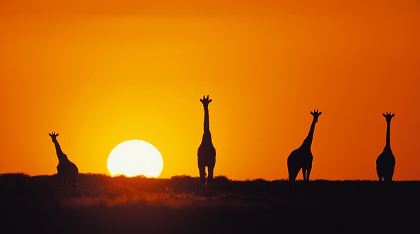 Girafas al atardecer