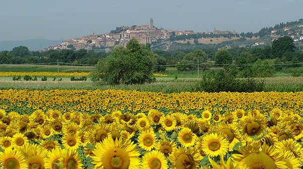 Girasoles en la Toscana