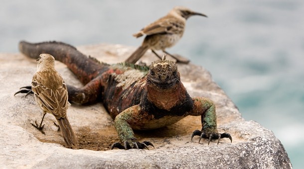 Iguana en las Galapagos