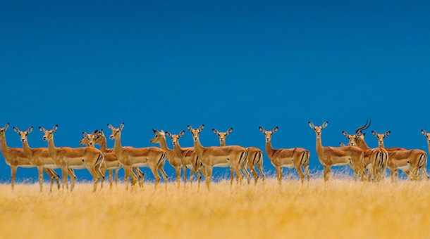 Impalas en el Serengeti Impalas en el Serengeti