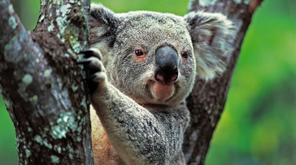 Koala australiano Koala australiano
