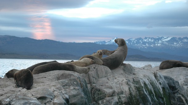 Leones marinos al atardecer en Ushuaia