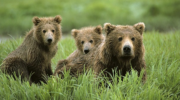 Osos en Alaska