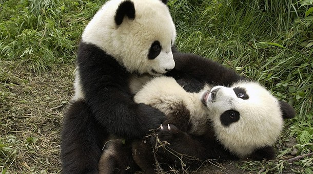 Osos Panda