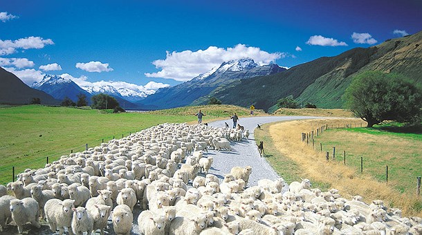 Black Sheep New Zealand Tours Black Sheep New Zealand Tours