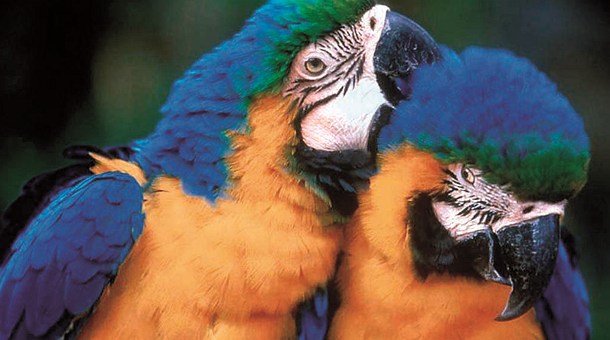 Pareja de loros