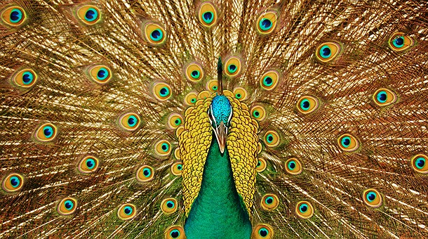 Pavo Real