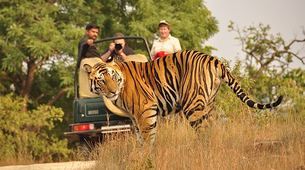 Tigre en la jungla