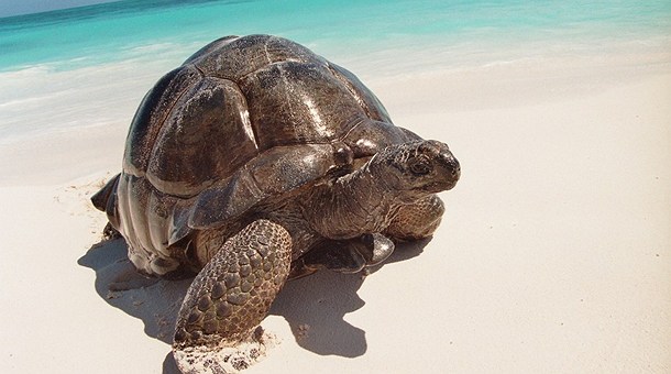 Tortuga Esmeralda en Bird Island