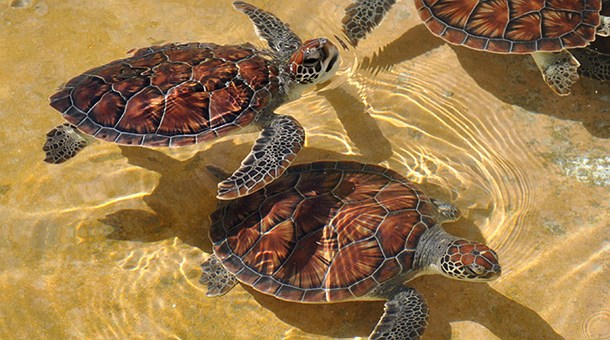 Tortugas en Gran Cayman