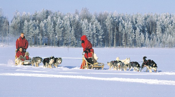 Trineo de Perros, Saariselkä