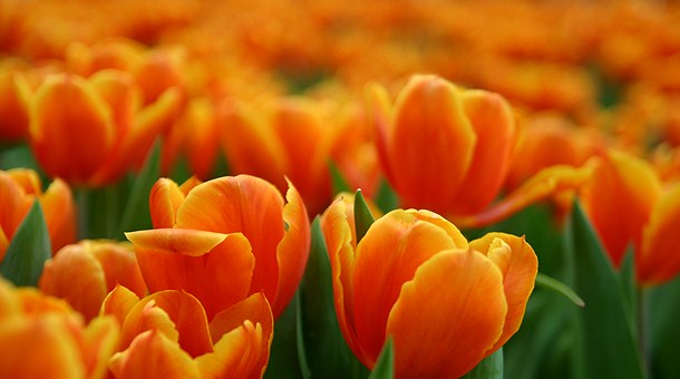 Tulipanes naranjas, Amsterdam