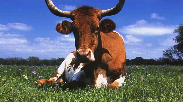 Vaca, Texas