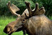 Alce, alaska
