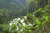 Arrozales en Ubud, isla de Bali 