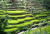 Arrozales en Ubud, isla de Bali 