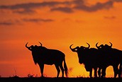 Atardecer en Kruger