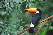 Aves de Costa Rica