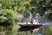 Avistamiento en Tortuguero