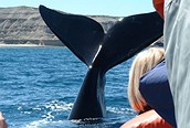 Avistando ballenas