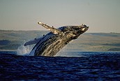 Ballenas en Hermanus