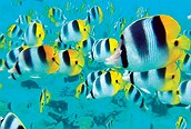 Banco de peces