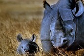 Black Rhino en el Crater del Ngorongoro