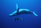 Buceando con las ballenas