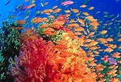Buceo en Fiji