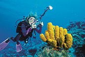 Buceo en el Mar Rojo 