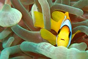 Buceo en el Mar Rojo 